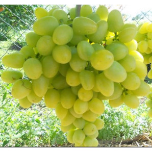 Виноград сорт Аркадия, полуупакованный Виноград сорт Аркадия, полуупакованный