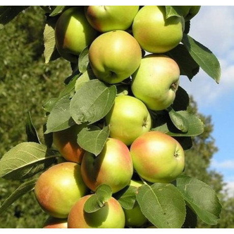 Яблоня колоновидная сорт Патриот