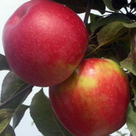 Яблоня зимняя сорт Айдаред, подвой 54-118