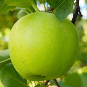 Яблоня зимняя сорт Мутсу