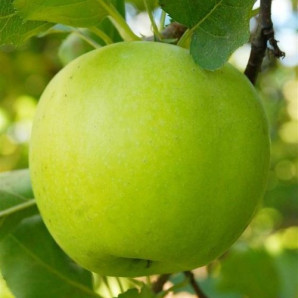 Яблуня зимова сорт Мутсу Яблуня зимова сорт Мутсу