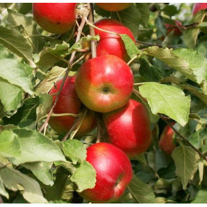 Яблоня колоновидная сорт Останкино Яблоня колоновидная сорт Останкино