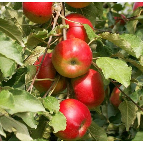 Яблоня колоновидная сорт Останкино Яблоня колоновидная сорт Останкино