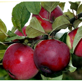 Яблоня зимняя сорт Флорина, подвой ММ-106 Яблоня зимняя сорт Флорина, подвой ММ-106