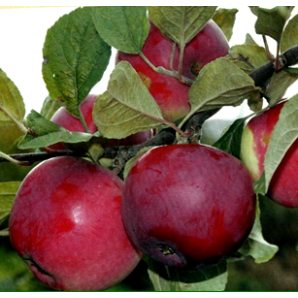 Яблуня зимова сорт Флоріна, підщепа ММ-106 Яблуня зимова сорт Флоріна, підщепа ММ-106