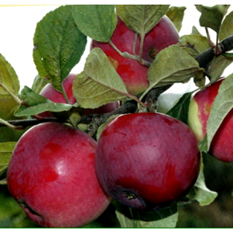 Яблоня зимняя сорт Флорина, подвой ММ-106