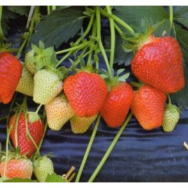 Рассада клубники сорт Джоли (Joly) в касетах, 45 осередків