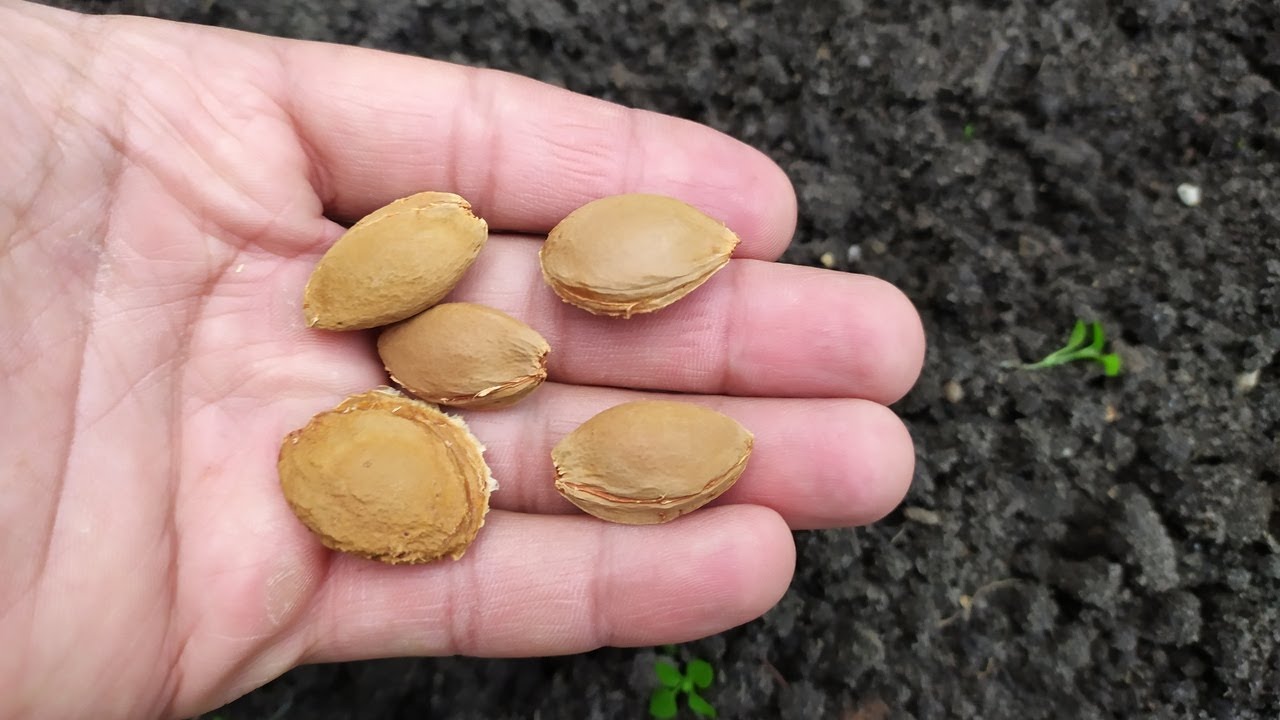 абрикос із кісточки, виростити абрикос із кісточки