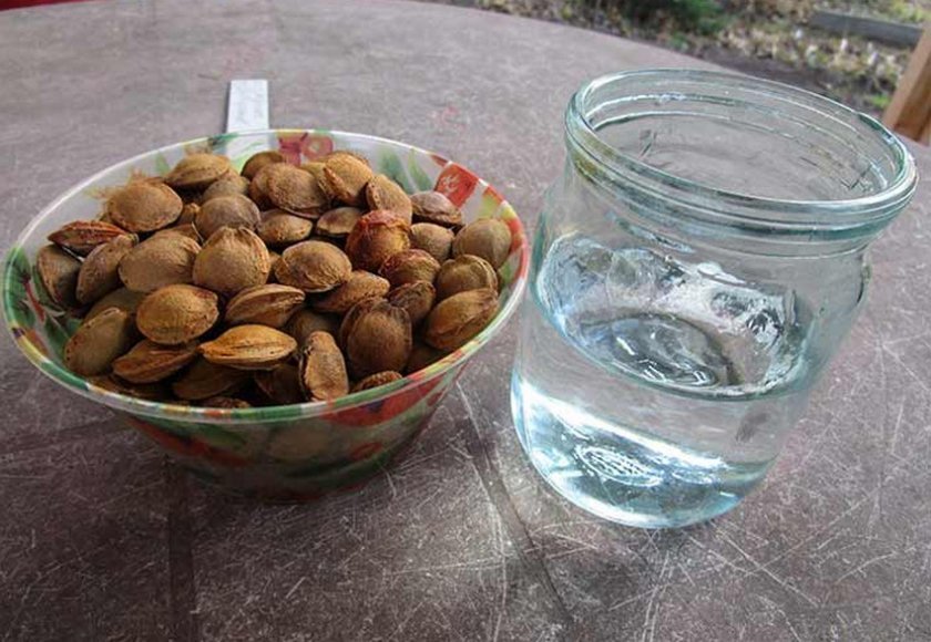 Вирощуємо абрикос із кісточки, як та із чого почати вирощування абрикоса із кісточки