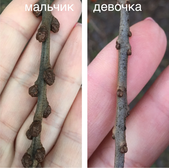 Відмінності між обліпихою чоловічою і жіночою