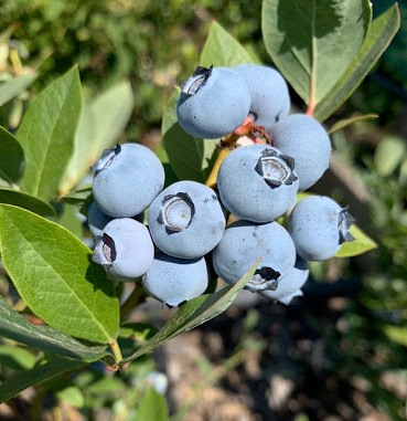 Купити саджанці лохини від розсадника в Україні за гуртовими цінами виробника. Лохину купити в Україні дешево, як та за скільки? саджанці лохини, купити саджанці лохини, лохина купити саджанці, лохина саджанці, купити лохину, купити саджанці лохини в україні, саджанці лохини купити, купити лохину саджанці, лохина саджанці купити, купити лохину оптом