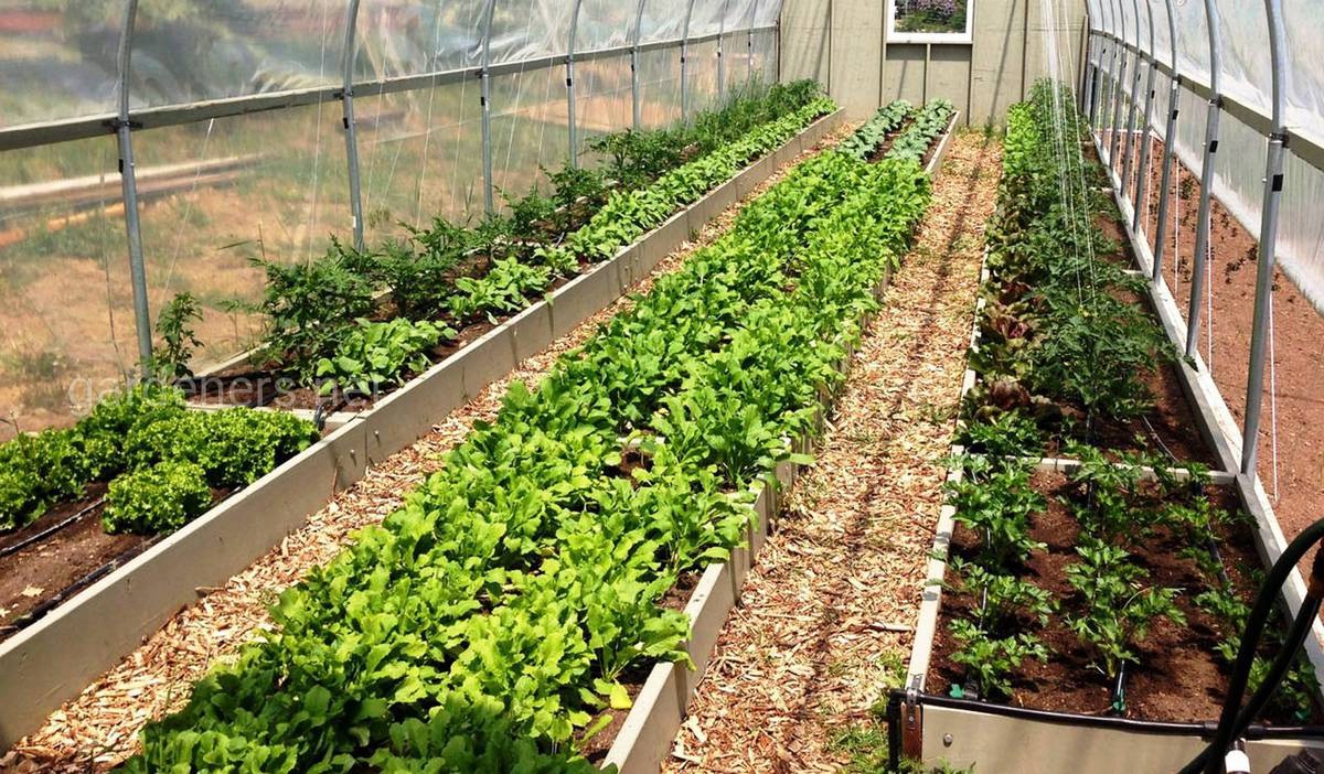 У теплиці завжди повинен бути порядок, щоб був хороший урожай