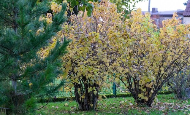 Підготовка кущів до зими