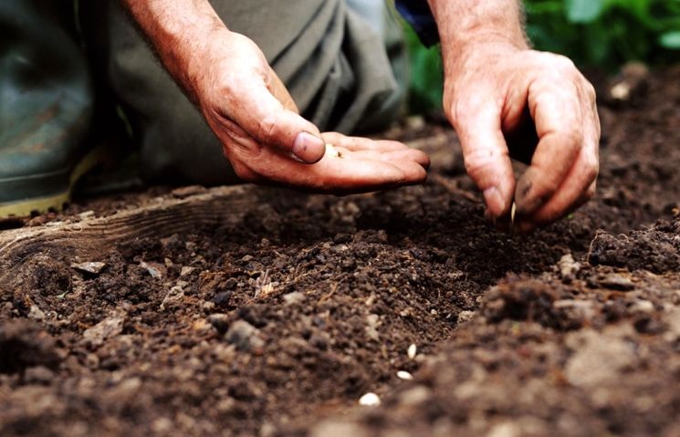 Посів однорічних рослин