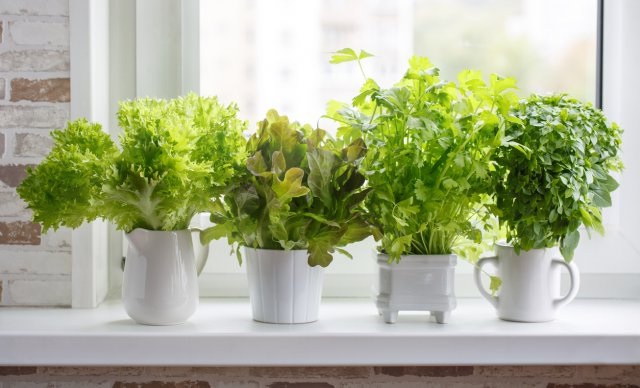 Вирощування цибулі та часнику у домашніх умовах