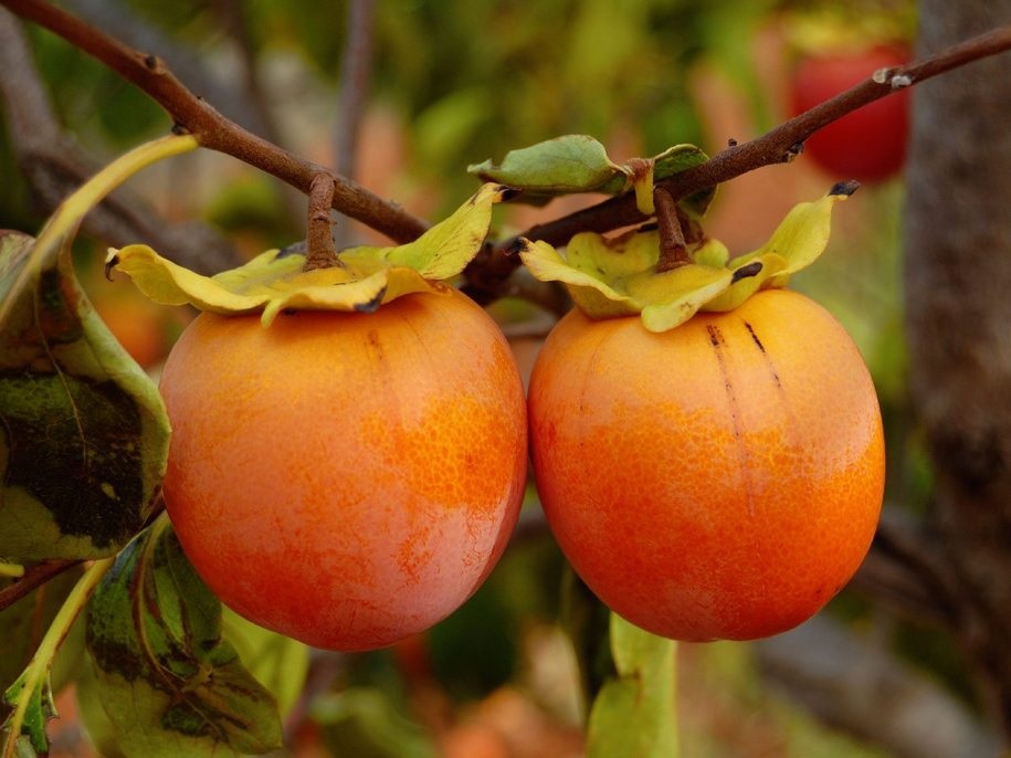 Для успешного выращивания хурмы необходимо выбрать солнечное место с рыхлой почвой.