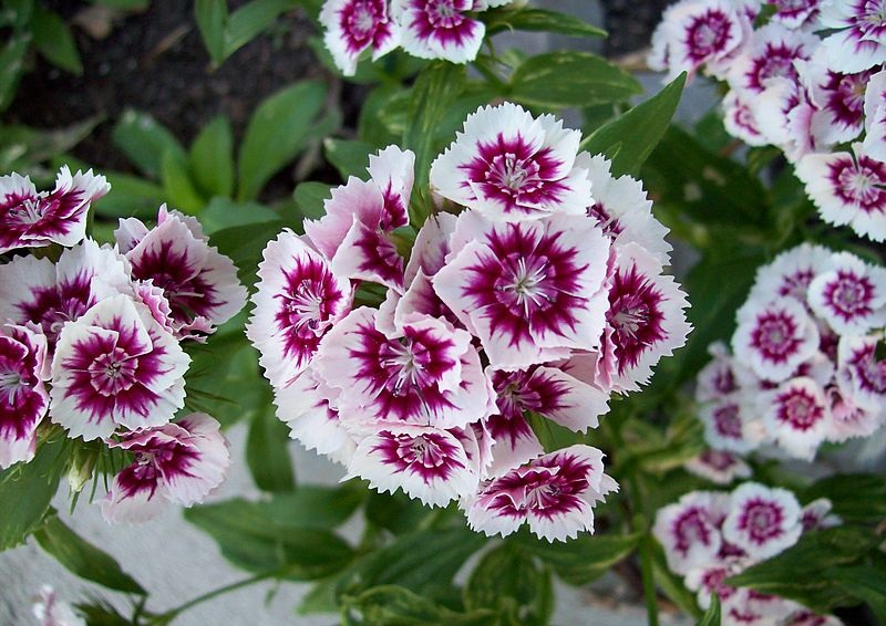 Гвоздика садова