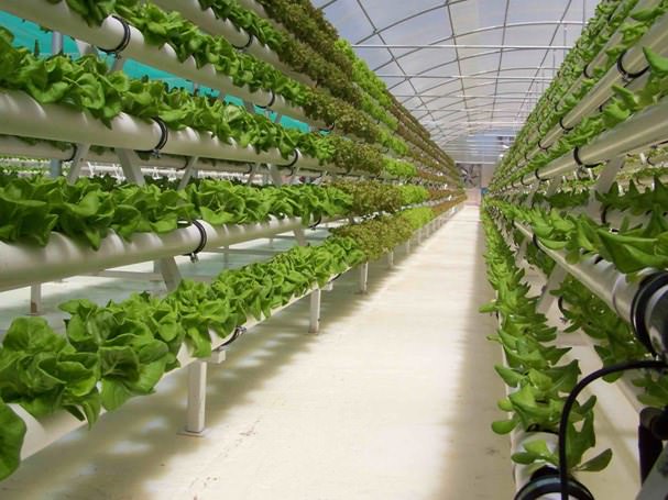 Аэропоника