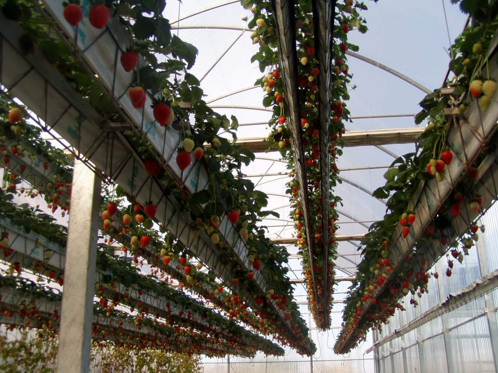 Аеропонна установка с водяным насосом