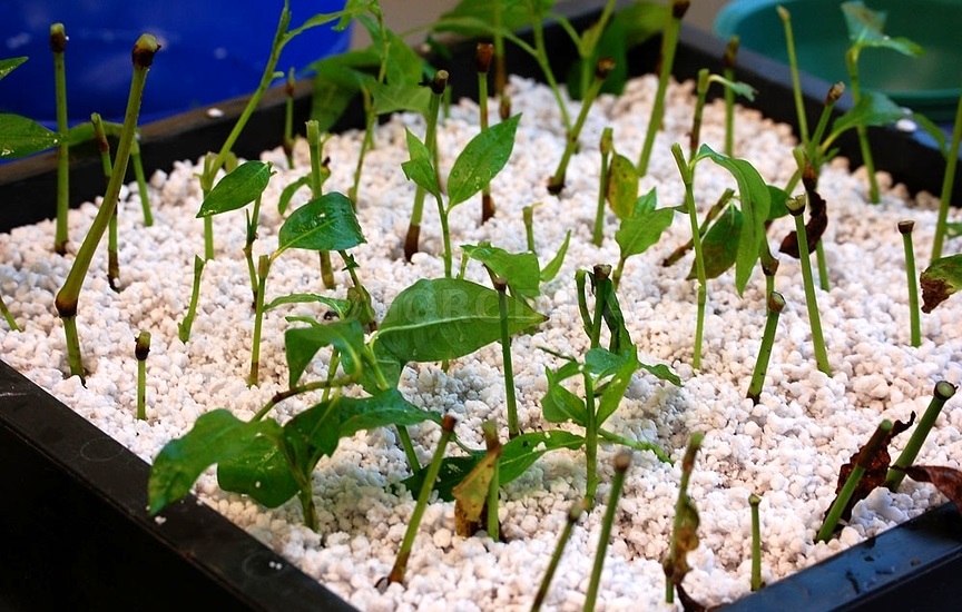 Пророщування живців за допомогою перліту