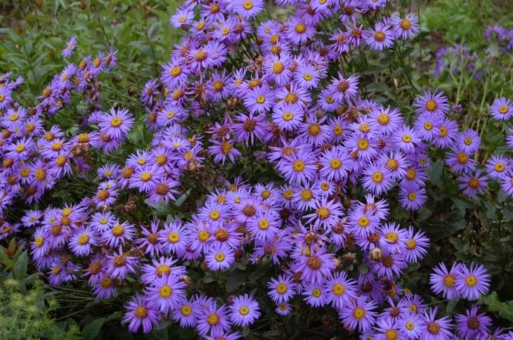 Средние сорта астров многолетних Средние сорта астров многолетних