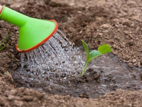 Перед заморозками растения следует обильно полить.