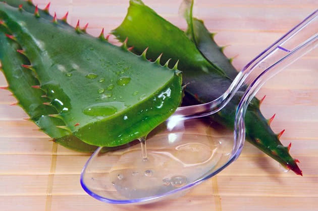 Алоэ помогает при большинстве заболеваний.