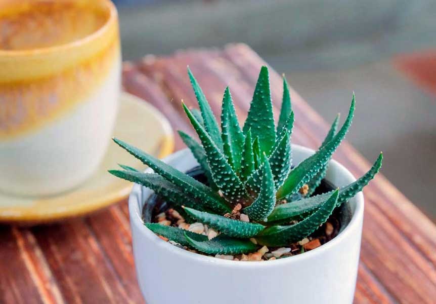 В качестве сырья рекомендуется использовать листья алоэ, достигшие трехлетнего возраста.