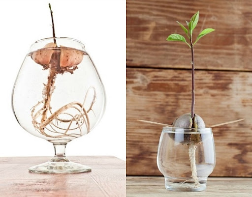 Проращивания авокадо в воде