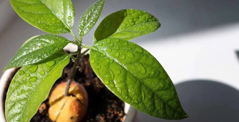 Авокадо в домашних условиях