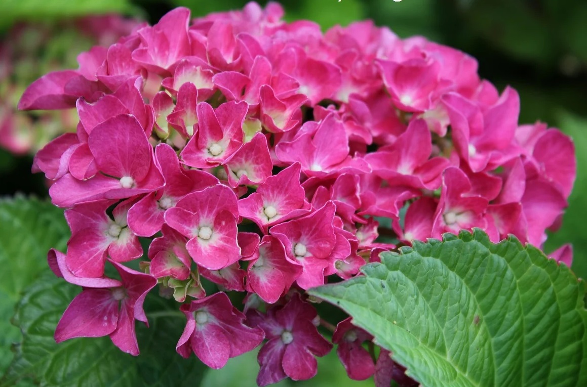 Азалия сорт Кonigstein