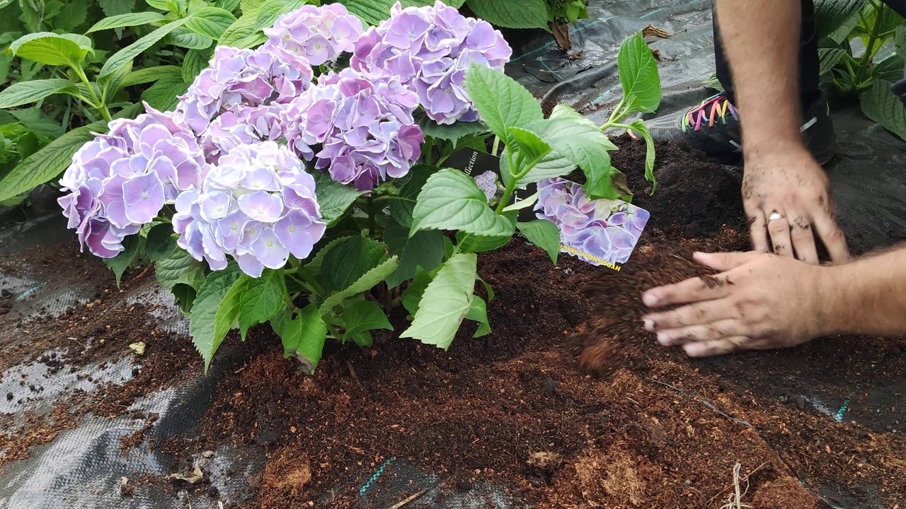 Особенности весенней посадки гортензий и азалий