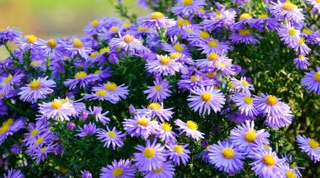 Астра многолетняя