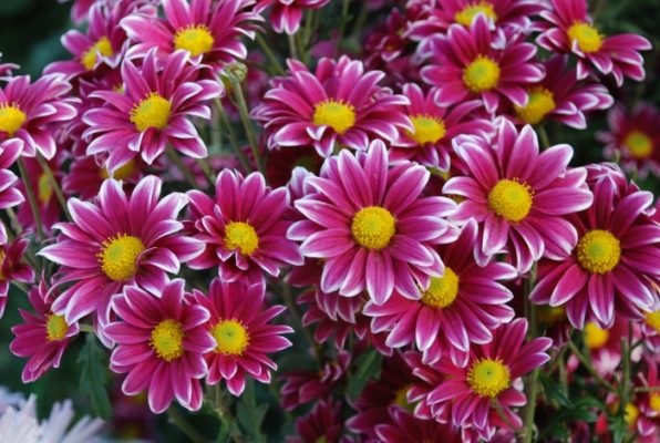 Хризантема