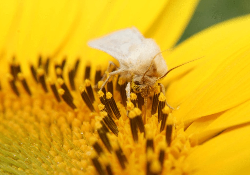 Поражение хлопковой совкой подсолнечника