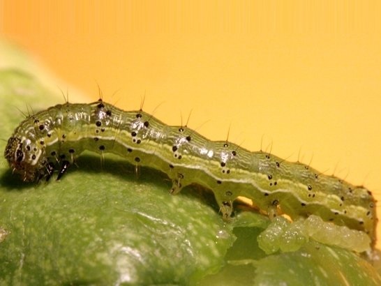 Гусеница хлопковой совки