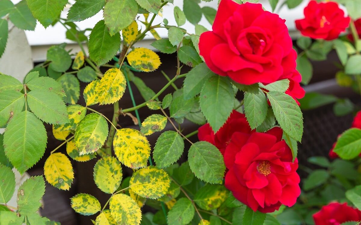 Сухі листочки у троянд