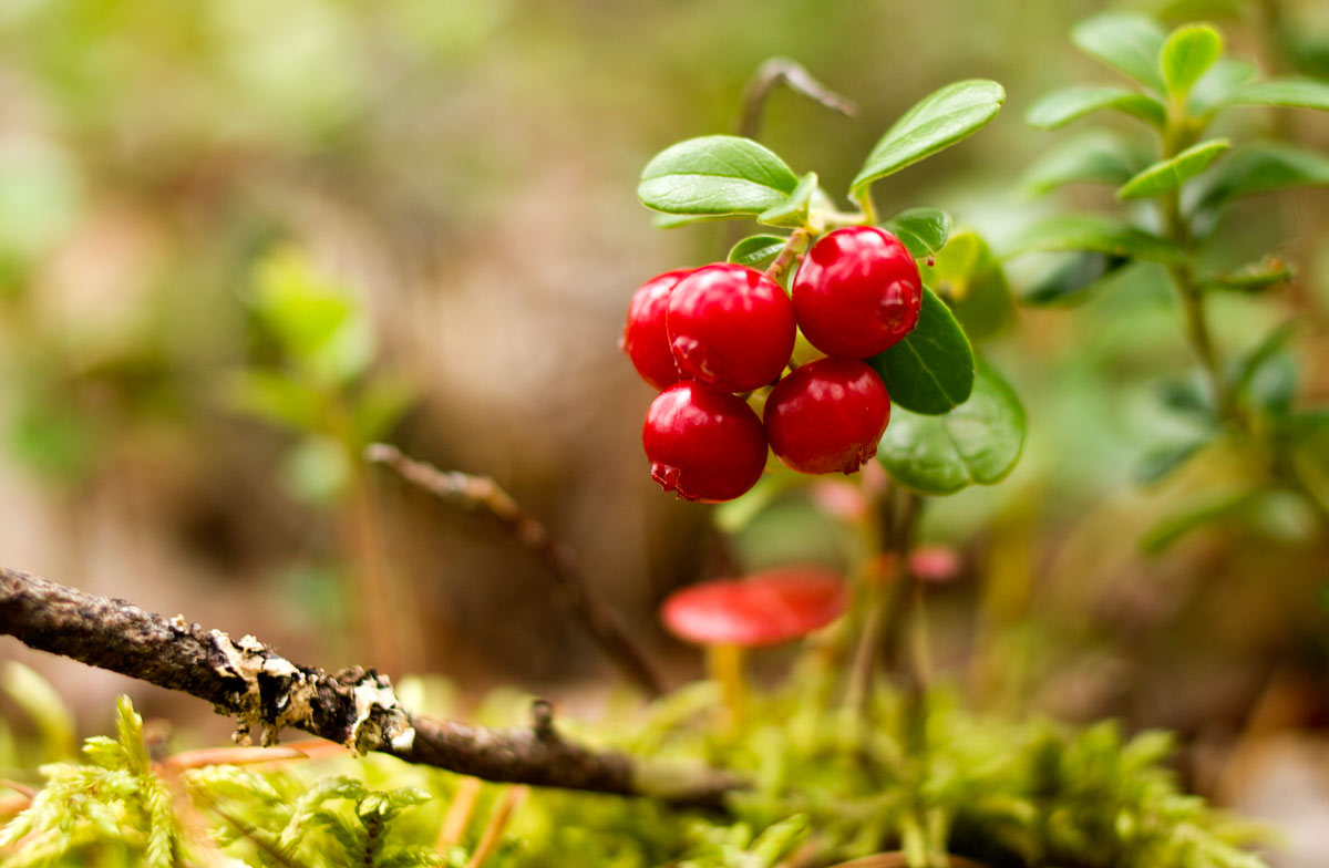 Как можно лечить себя листьям брусники