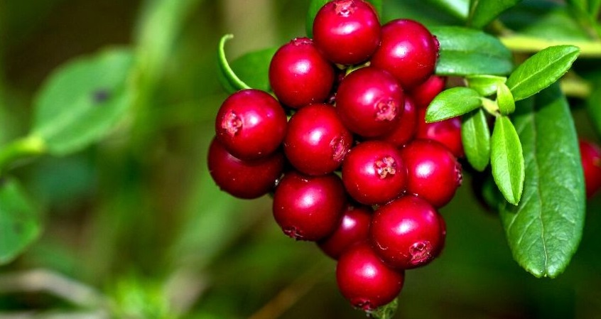 Брусника — низкорослый, вечнозеленый кустик, с кислой ягодой. Брусника — низкорослый, вечнозеленый кустик, с кислой ягодой.