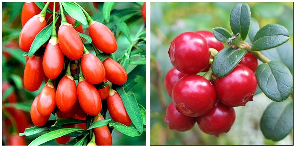 Годжи и брусника Годжи и брусника