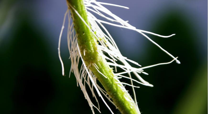 Воздушные корни томата