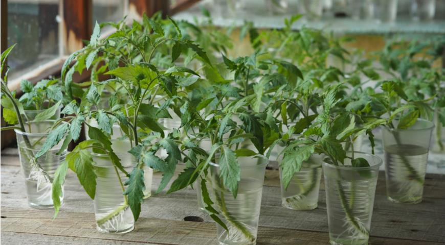 Черенкование томатов