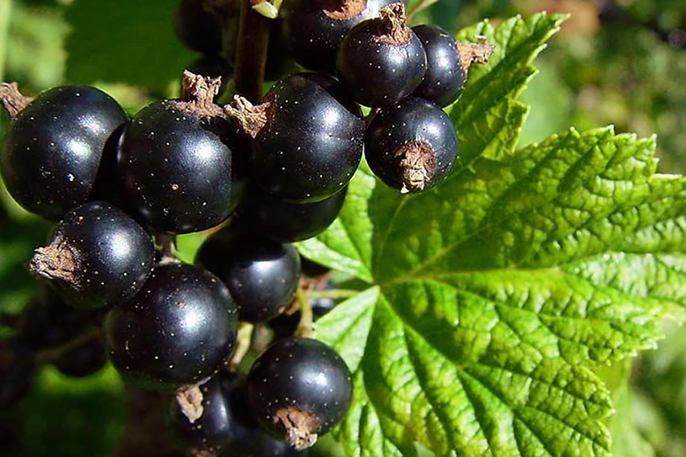 Користь чорної смородини та її лікувальні властивості для людини