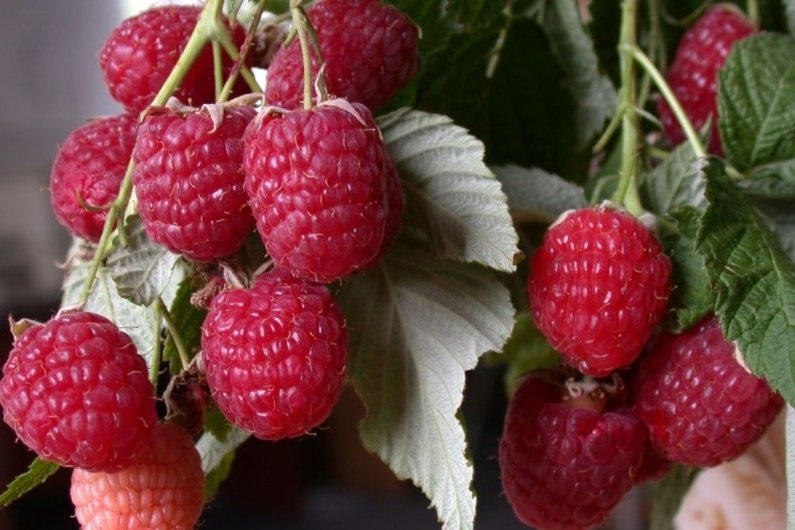 Преимущества ремонтантной малины