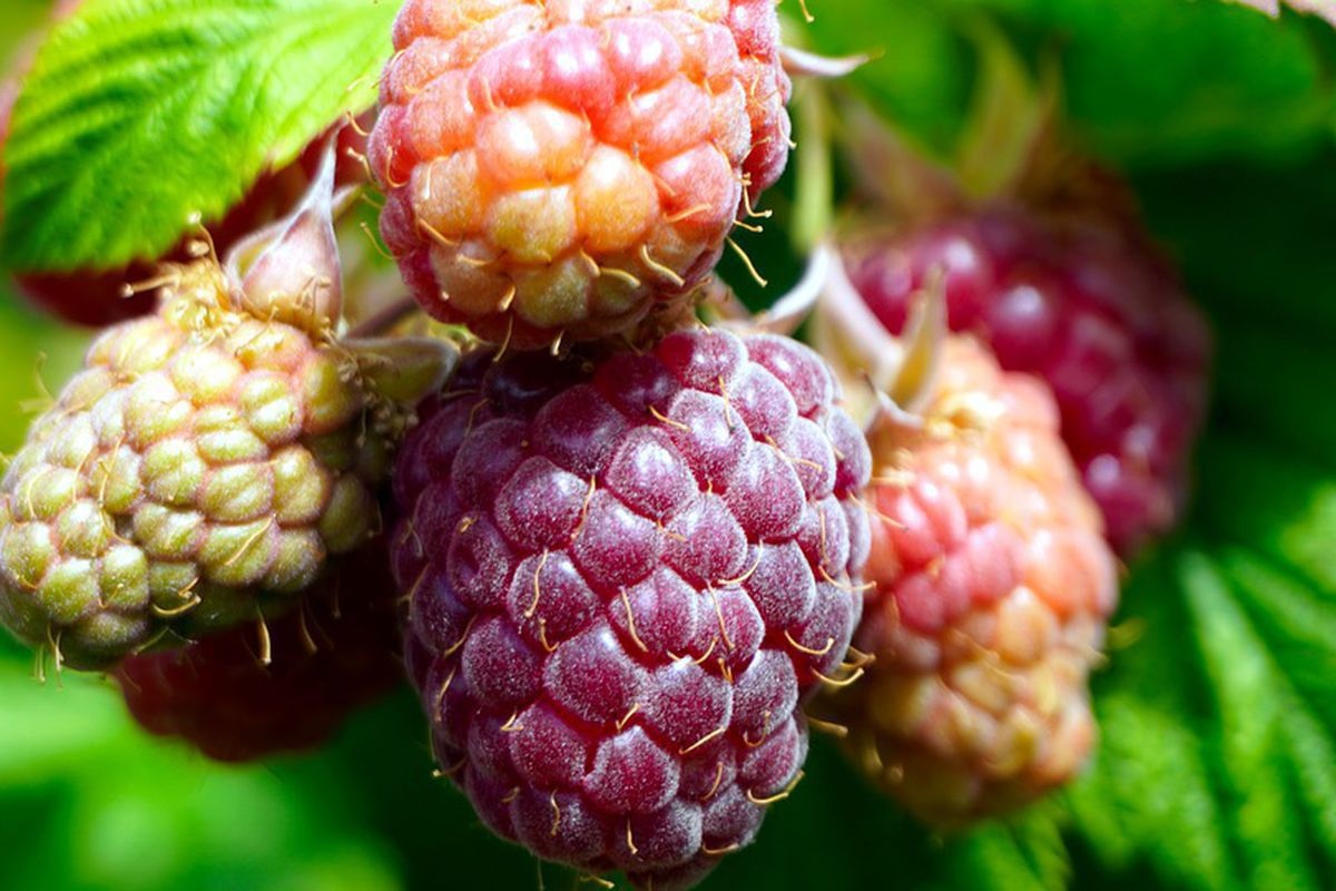 Чтобы получать обильный урожай, необходимо правильно подобрать сорт в соответствии с климатическим регионом.