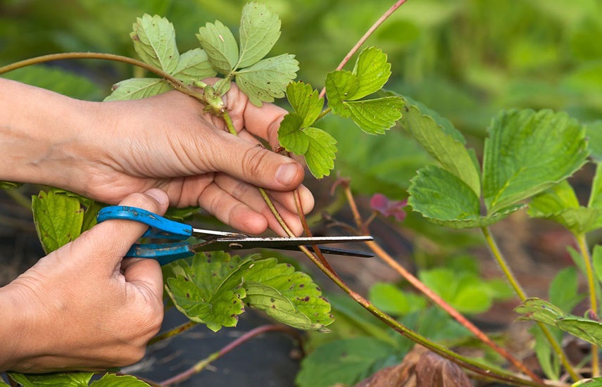 Обрезка клубники влияет на ее вкус.