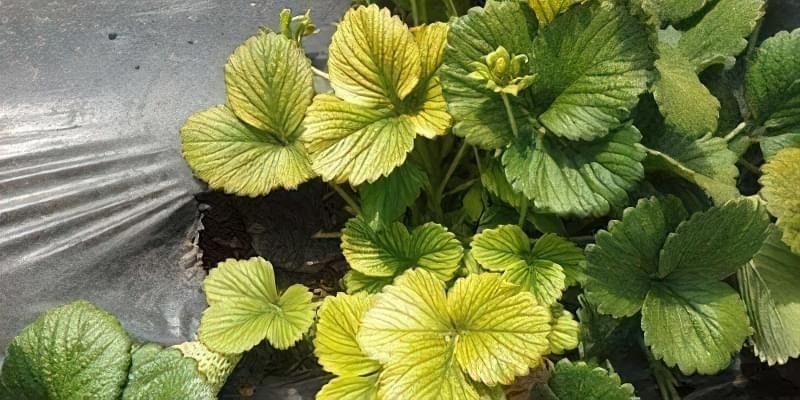 Клубника может столкнуться с проблемой пожелтения листьев.