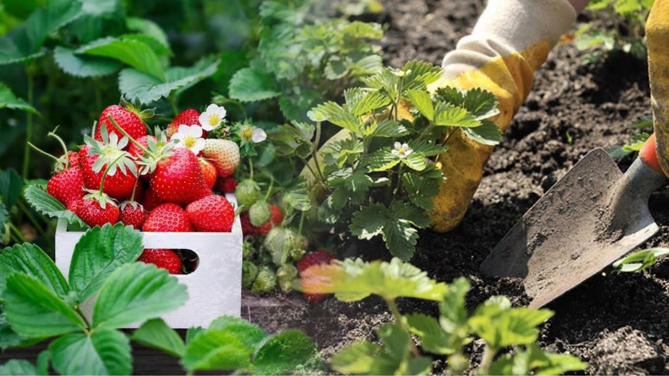 Крепкое растение – залог хорошего урожая