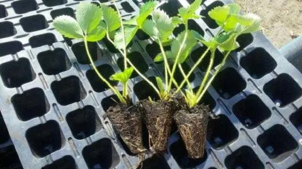 Главное преимущество кассетной рассады – закрытая корневая система.