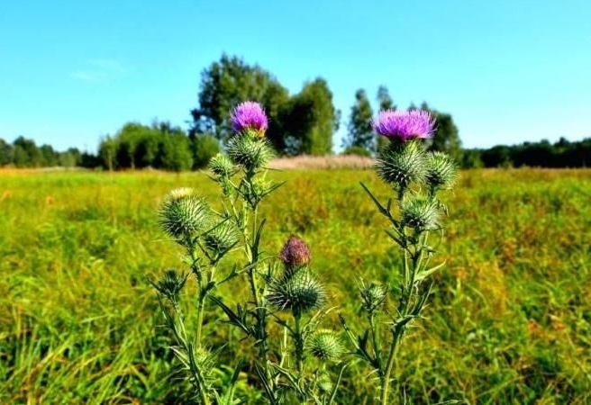 Расторопша адаптирована к засушливому климату, нехватке осадков и высоким температурам.